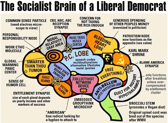 the-socialist-brain-of-a-liberal-democrat